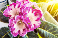Non-gmo rosa gloxinia samen for gardening