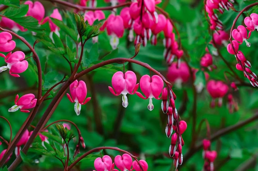 Non-gmo rosa heart blume samen for home gardening