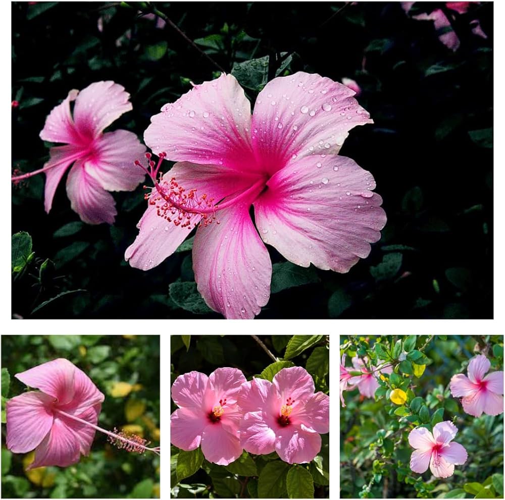 Non gmo rosa hibiscus samen