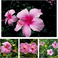 Non gmo rosa hibiscus samen