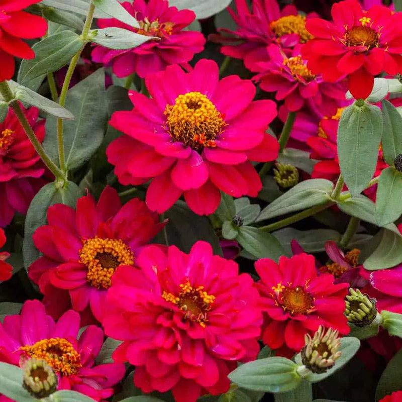 Non-gmo rosa marigold samen for home gardening