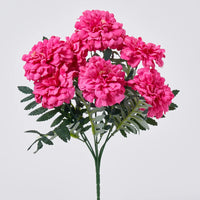 Non-gmo rosa marigold samen for gardening
