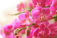Non-gmo rosa orchid samen for gardening