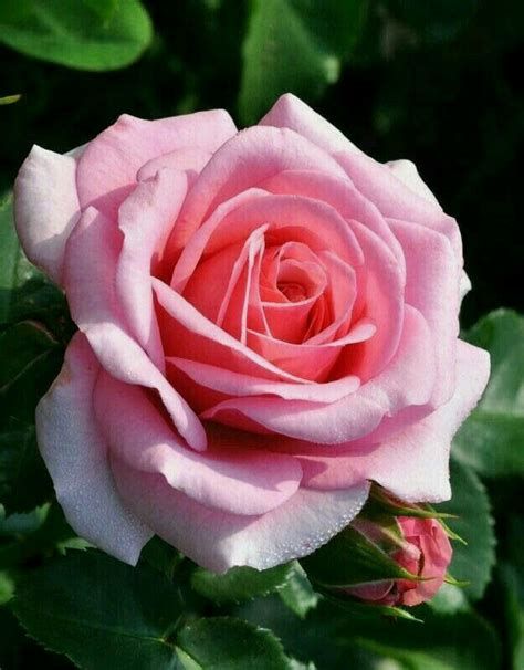 Premium non-gmo rosa rose samen