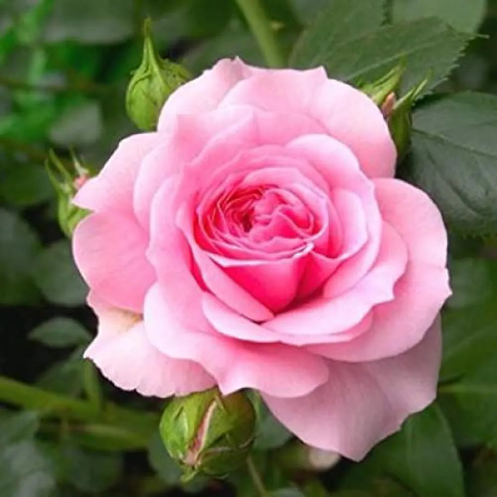 Non-gmo rosa rose samen for home gardening
