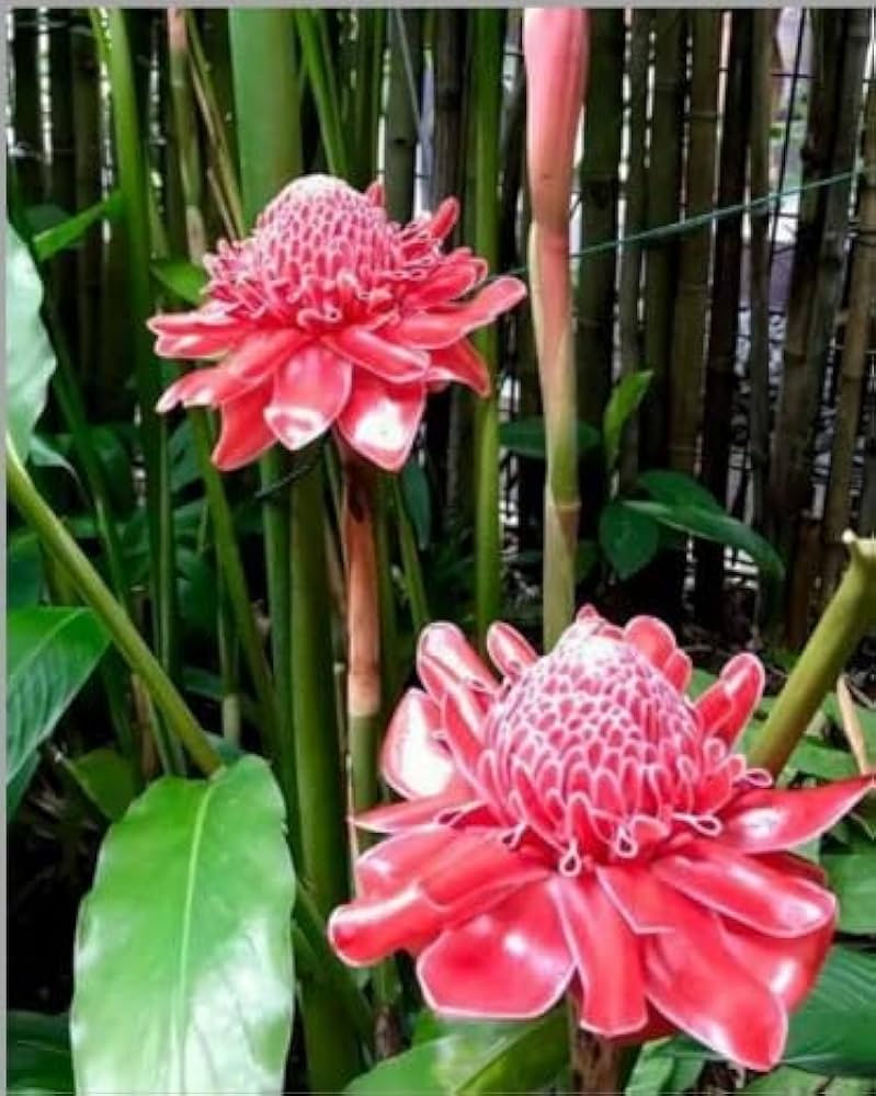 Non-gmo-rosa-torch-ginger-samen