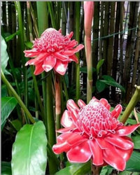 Non-gmo-rosa-torch-ginger-samen