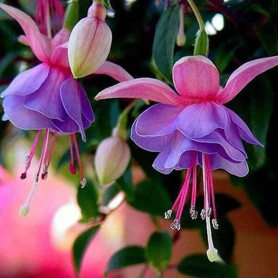 Non-gmo rosa violet fuchsia samen for home gardening