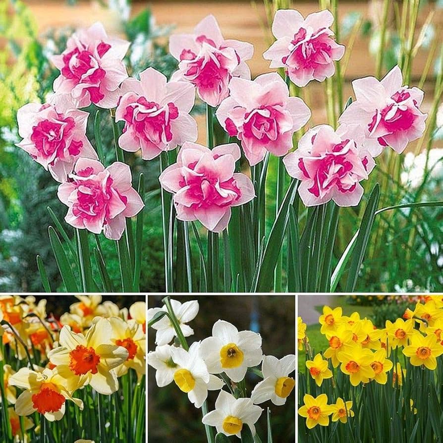 Premium non-gmo rosa & weiß daffodil samen