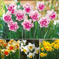 Premium non-gmo rosa & weiß daffodil samen