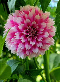 Non-gmo rosa and weiß dahlia samen for gardening