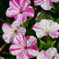 Non-gmo rosa & weiß mirabilis samen for gardening