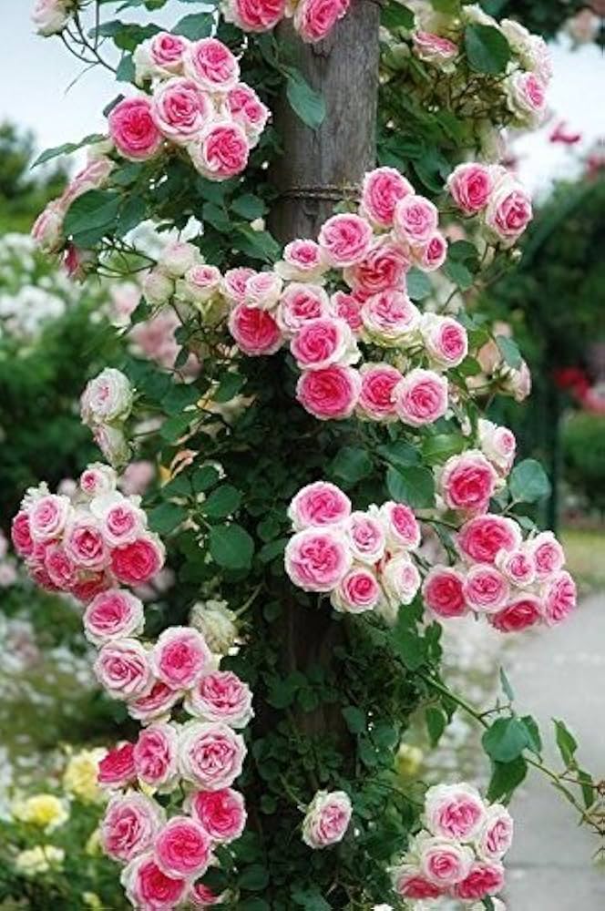 Non-gmo rosa and weiß climbing rose samen