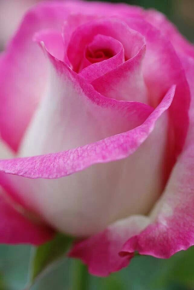 Non-gmo rosa & weiß rose samen for home gardening