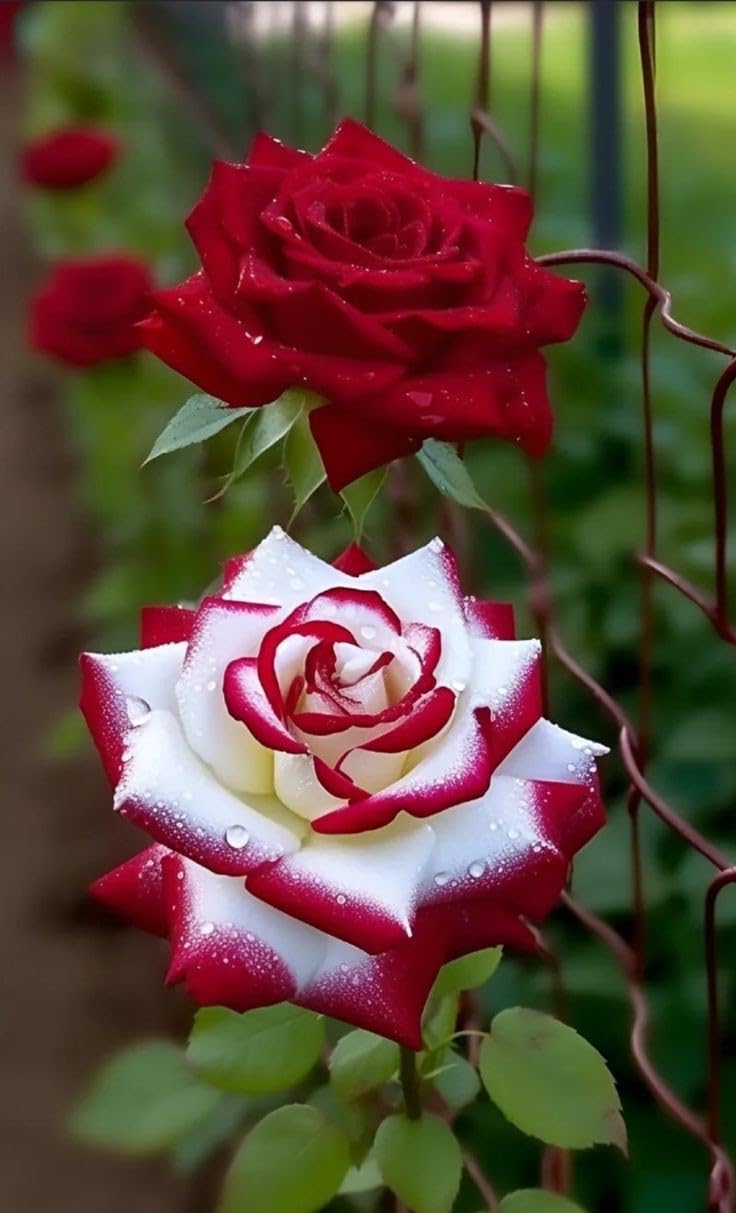 Non-gmo rosa and weiß rose samen
