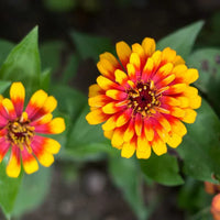 Non-gmo rosa & gelb zinnia blume samen