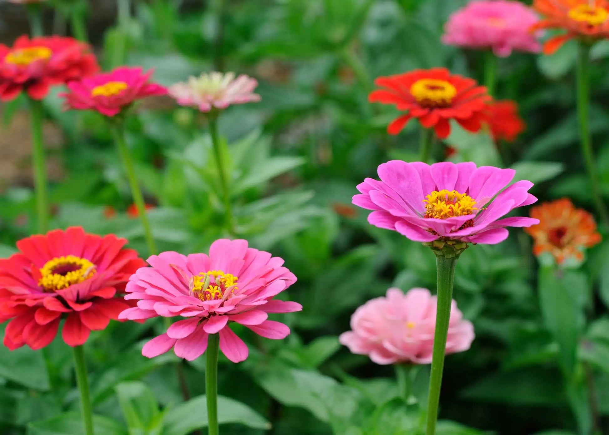 Non-gmo rosa zinnia samen for gardening