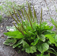 gentechnikfrei Plantain Samen for wildlife and restoration landscaping