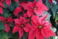 Poinsettia samen for töpfen, borders, and containers
