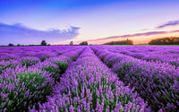 Premium non-gmo provence lavender samen