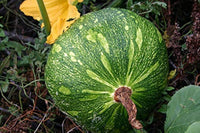 Non-gmo pumpkin samen für gemüse patch
