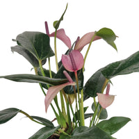 Non-gmo lila anthurium blume samen