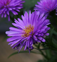 Premium non-gmo lila aster samen