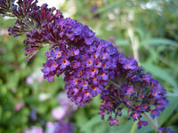 Non-gmo lila astilbe samen for gardening