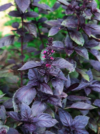 Glossy purple foliage of Dark Opal Basil grown from gentechnikfrei Samen