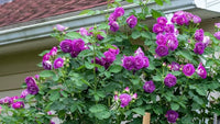 Non-gmo lila climbing rose samen for gardening