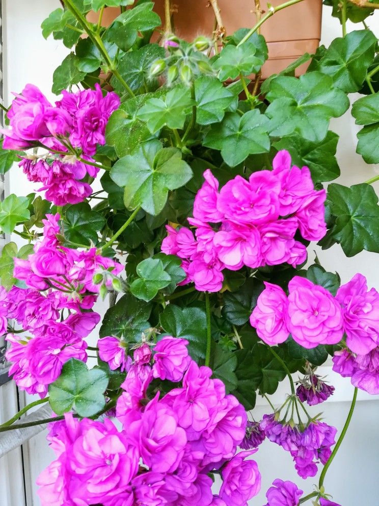 Non-gmo lila geranium samen for home gardening