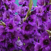 Non-gmo lila gladiolus samen for home gardening