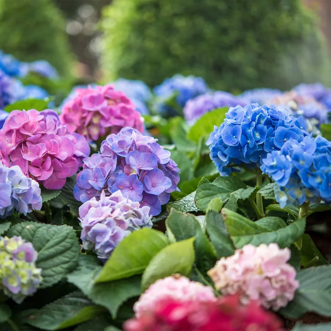 Non gmo lila hydrangea samen