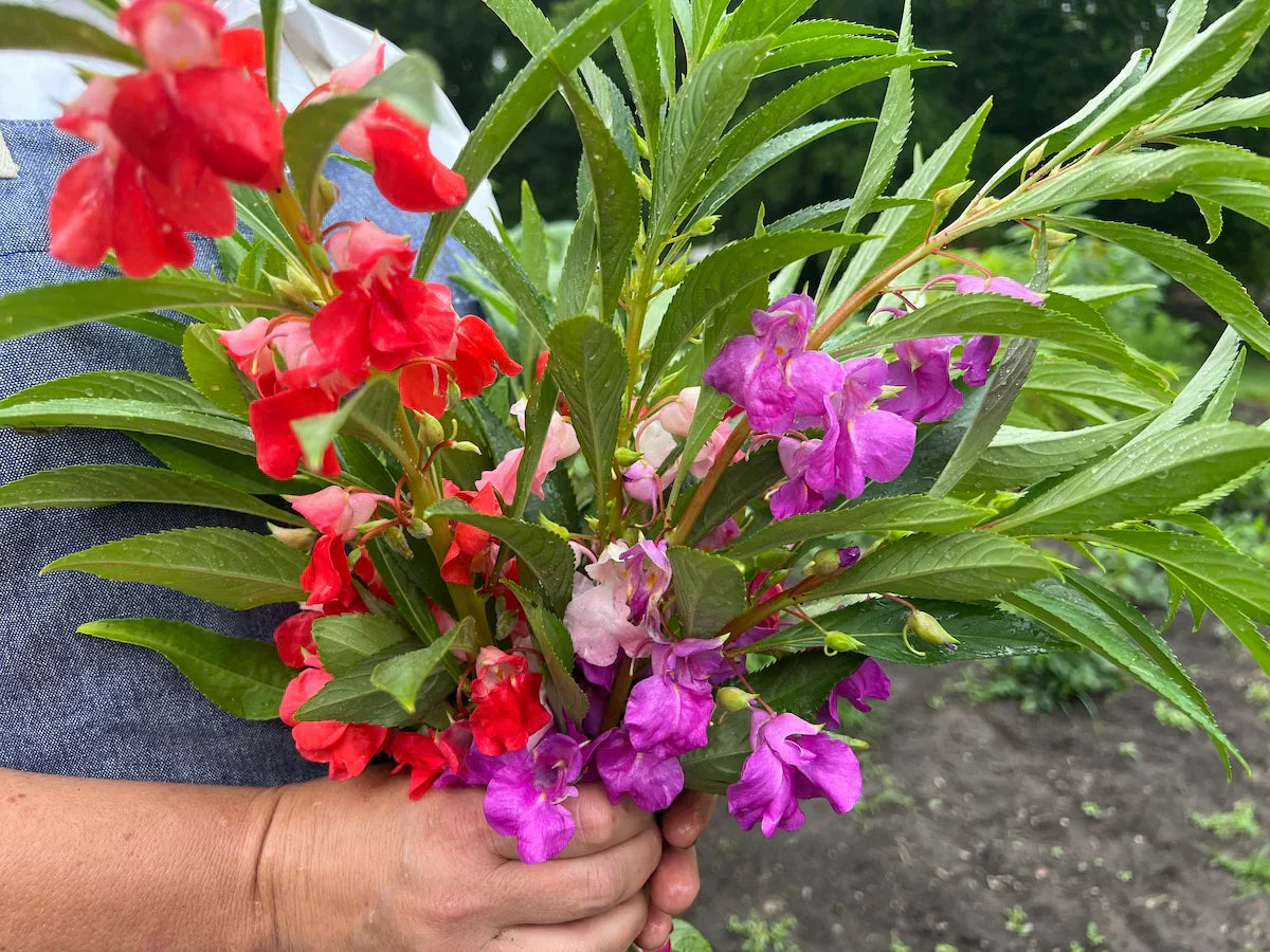 Non-gmo lila impatiens balsamina samen