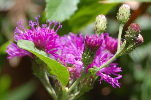 Non GMO Purple Ironweed wildflower Samen