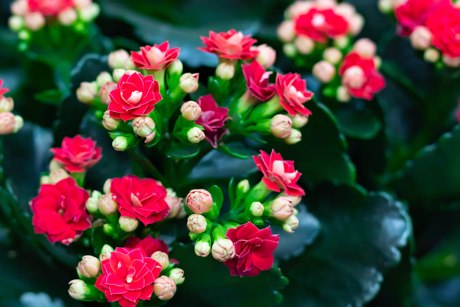 Non-gmo lila kalanchoe samen – hardy decorative succulent pflanze