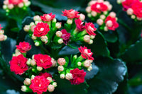 Non-gmo lila kalanchoe samen – hardy decorative succulent pflanze