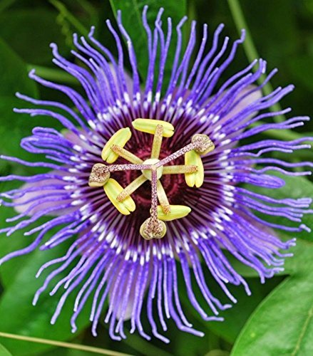 Premium non-gmo lila passion blume samen