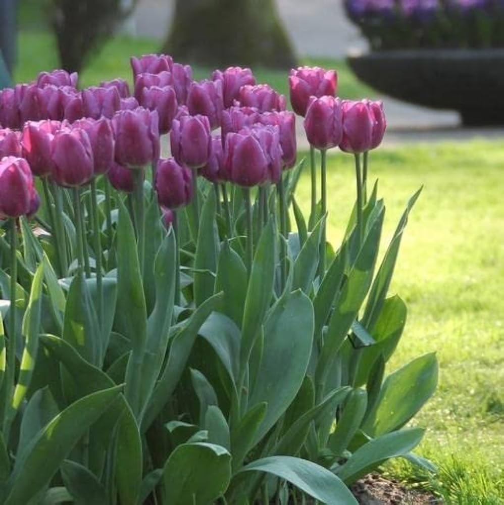 Non-gmo lila tulip bulb blume samen for gardening