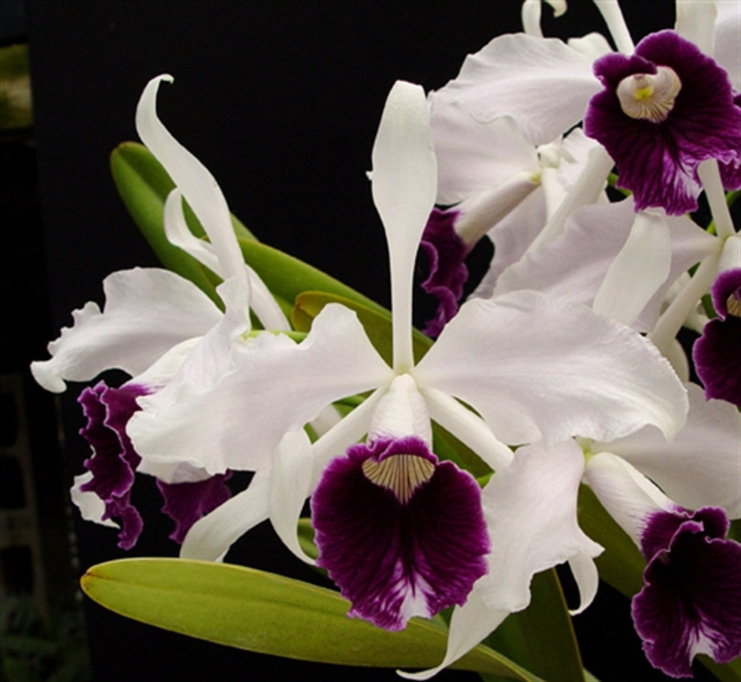 Non-gmo lila & weiß orchid samen for gardening