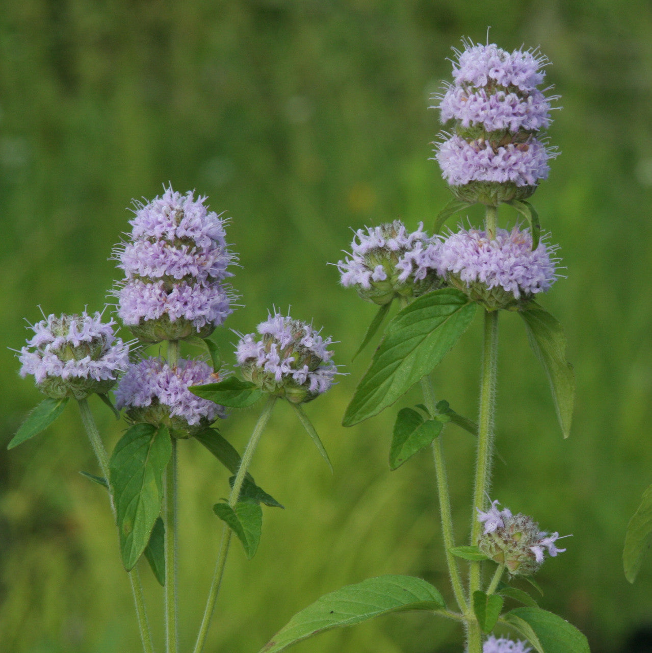 Non GMO Purple Wood Mint Kraut Samen