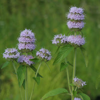 Non GMO Purple Wood Mint Kraut Samen