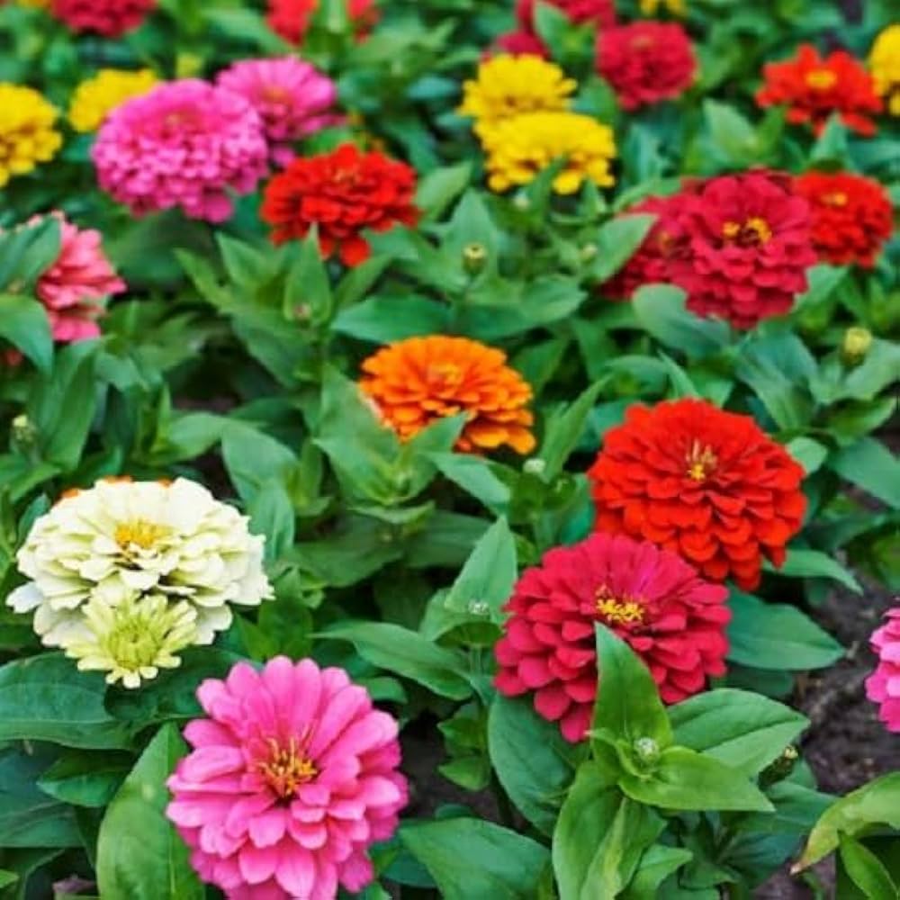 Non-gmo lila & gelb zinnia blume samen
