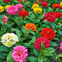 Non-gmo lila & gelb zinnia blume samen