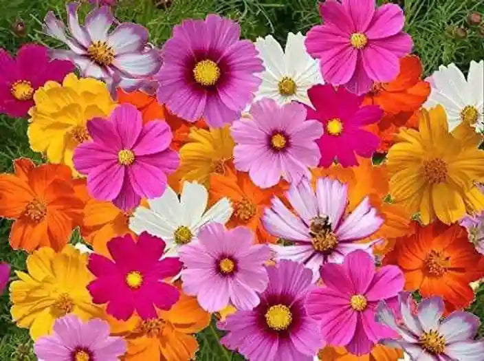 Non gmo quercifolia mix samen