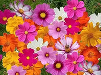 Non gmo quercifolia mix samen