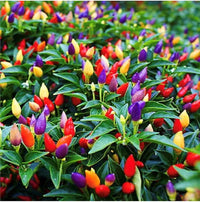 Non-gmo rainbow bell pepper samen