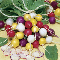 Non gmo rainbow radish samen