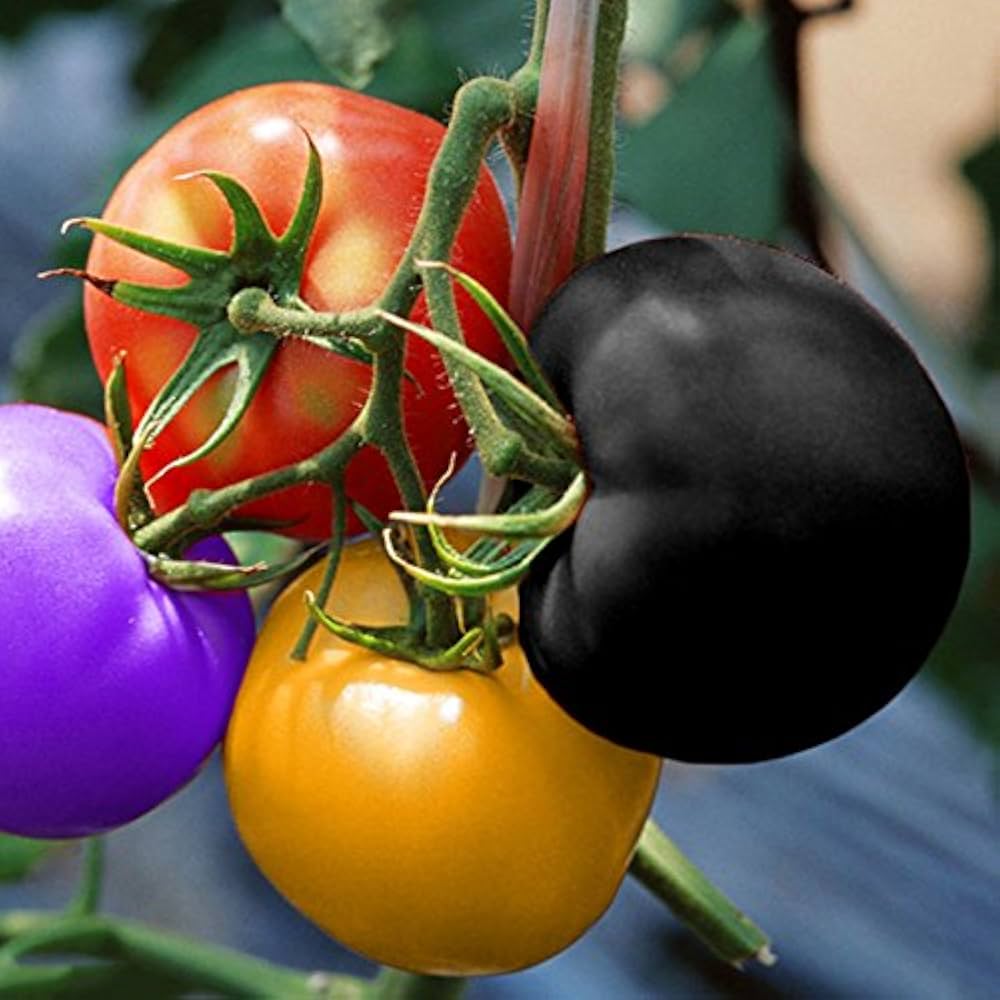 Non gmo rainbow tomato samen