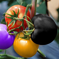 Non gmo rainbow tomato samen